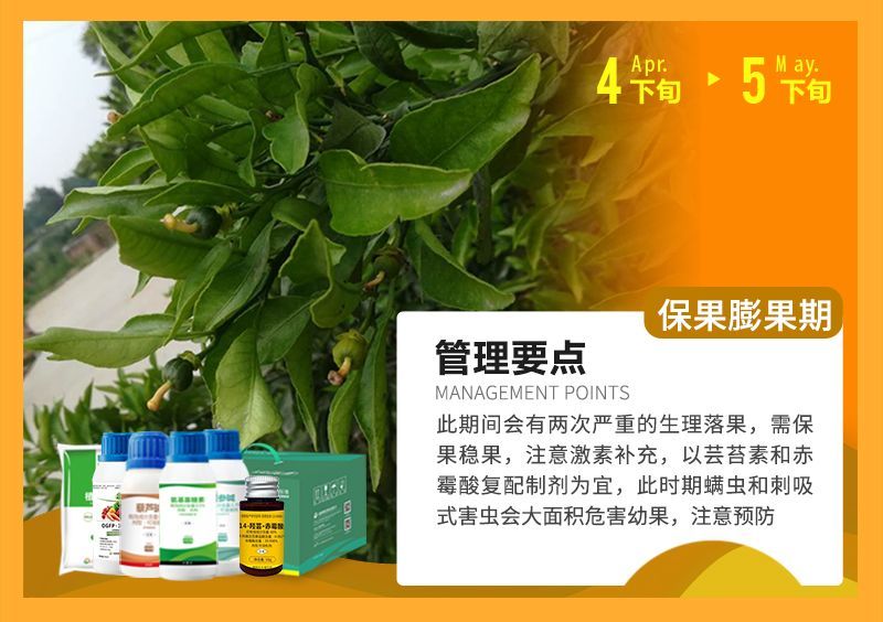 此期間會(huì)有兩次嚴(yán)重的生理落果,需保果穩(wěn)果,注意激素補(bǔ)充,以蕓苔素和赤霉酸復(fù)配制劑為宜,此時(shí)期螨蟲(chóng)和刺吸式害蟲(chóng)會(huì)大面積危害幼果,注意預(yù)防