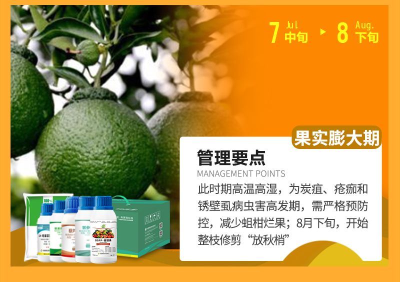 此時(shí)期高溫高濕，為炭疽、瘡癡和銹壁虱病蟲(chóng)害高發(fā)期，需嚴(yán)格預(yù)防控，減少蛆柑爛果;8月下旬，開(kāi)始整枝修剪“放秋梢”