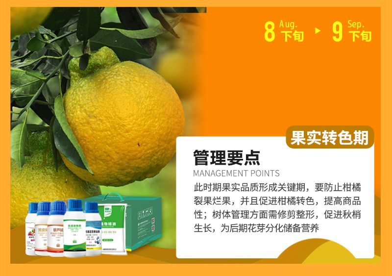 此時(shí)期果實(shí)品質(zhì)形成關(guān)鍵期，要防止柑橘裂果爛果，并且促進(jìn)柑橘轉(zhuǎn)色，提高商品性;樹(shù)體管理方面需修剪整形，促進(jìn)秋梢生長(zhǎng)，為后期花芽分化儲(chǔ)備營(yíng)養(yǎng)